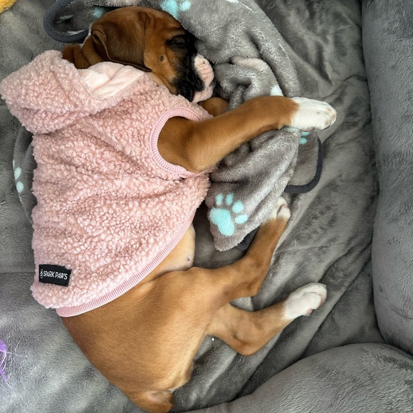 Dog - Picture 9 of 13